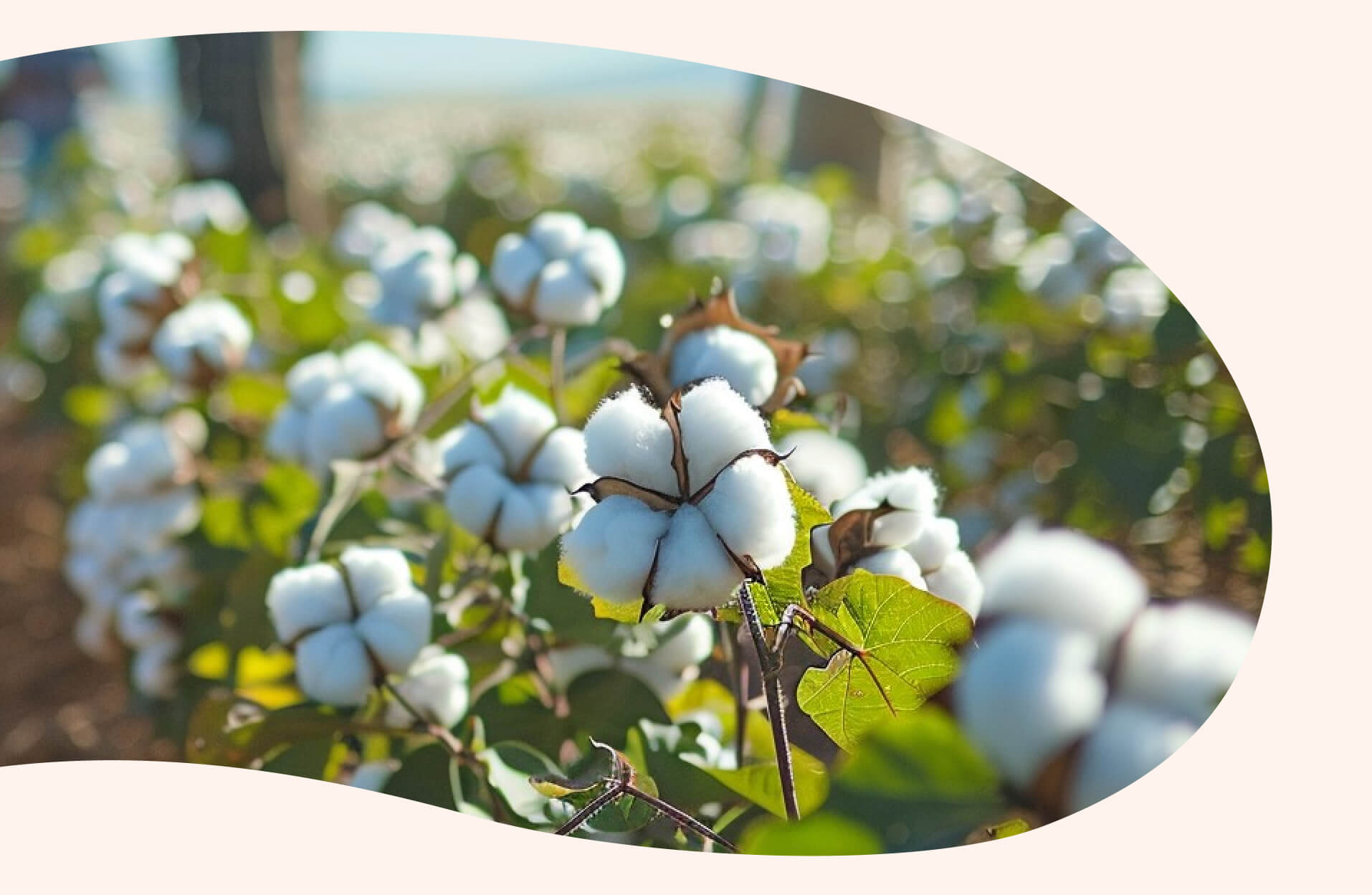 Productos de higiene Helpmate Materias primas naturales